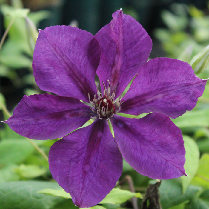 Buy Clematis jackmanii 'Superba' online UK