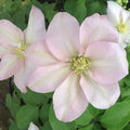 Buy Clematis 'Jeanne's Pink' online UK