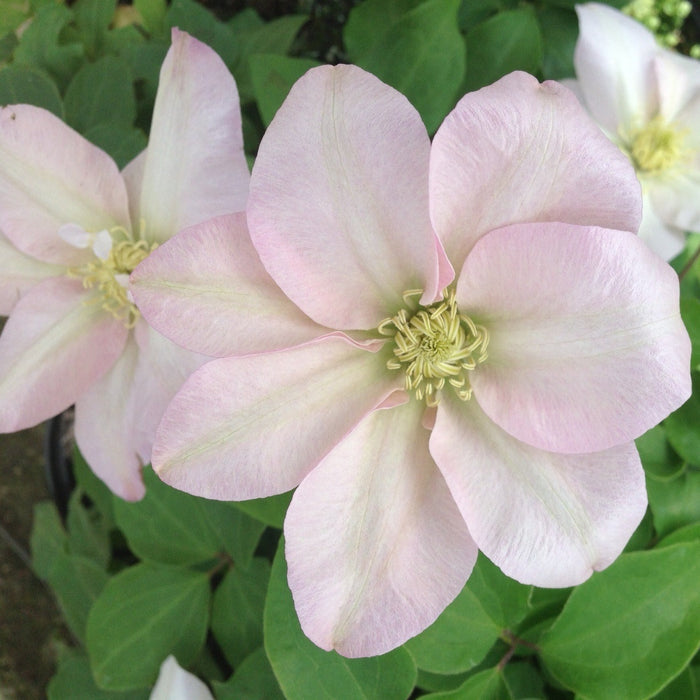 Buy Clematis 'Jeanne's Pink' online UK