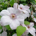 Clematis John Paul II flowering with cream pelals