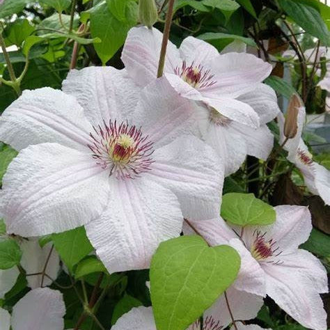 Clematis John Paul II flowering with cream pelals