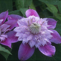Buy Clematis 'Josephine' (EVIJOHILL) online UK