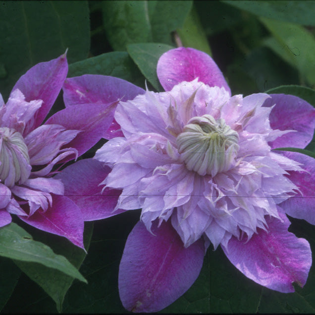 Buy Clematis 'Josephine' Raymond Evison (Evipohill) online UK