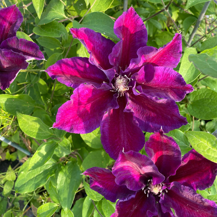 Buy Clematis 'Julka' online UK