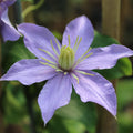 Buy Clematis 'Justa' online UK