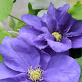 Buy Clematis 'Kingfisher' (Evipo037) online UK