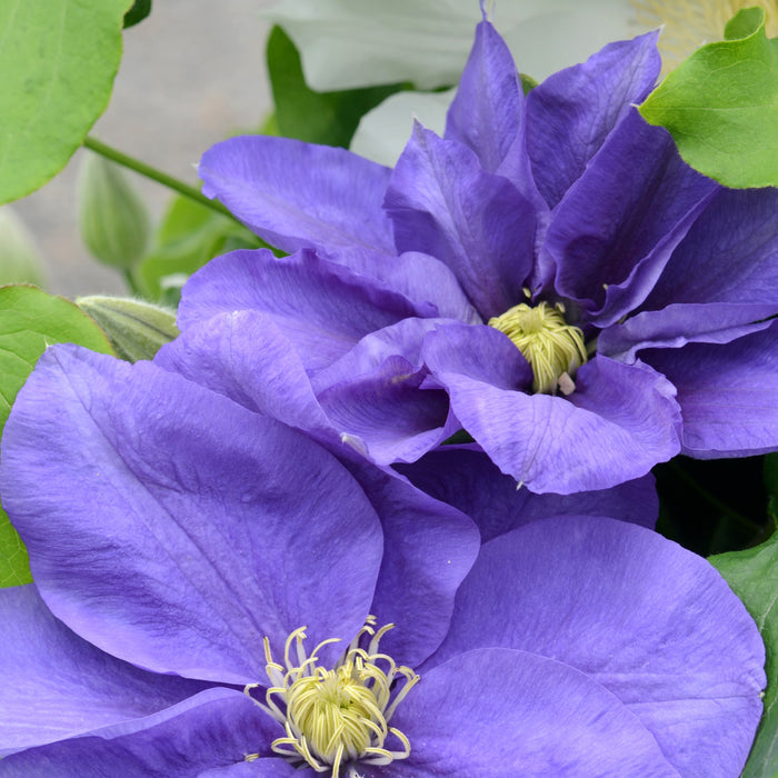 Buy Clematis 'Kingfisher' (Evipo037) online UK