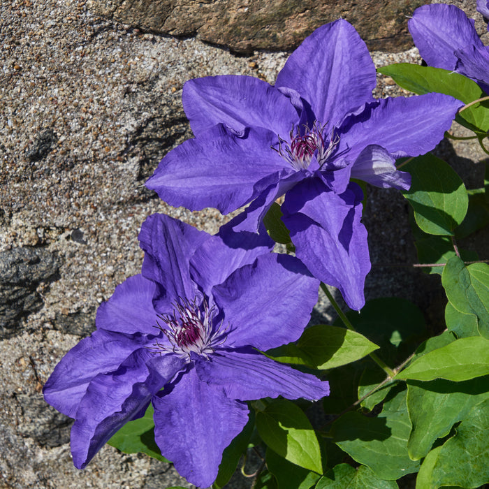 Buy Clematis 'Lindsay' Raymond Evison online UK
