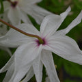 Buy Clematis macropetala 'Albina Plena' online UK