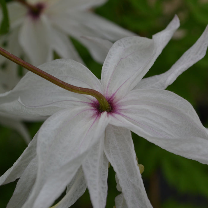 Buy Clematis macropetala 'Albina Plena' online UK