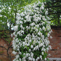 Buy Clematis macropetala 'Broughton Bride' online UK