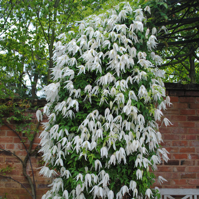 Buy Clematis macropetala 'Broughton Bride' online UK