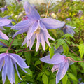 Buy Clematis macropetala (Downy Clematis) online UK