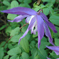 Buy Clematis macropetala 'Jan Lindmark' online UK