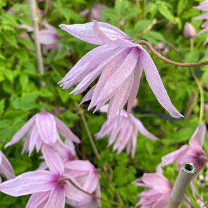 Buy Clematis macropetala 'Markham's Pink' online UK