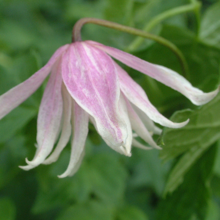Buy Clematis macropetala 'Propertius' online UK