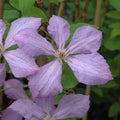 Buy Clematis 'Margaret Hunt' online UK