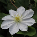 Buy Clematis 'Marie Boisselot' online UK