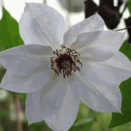 Buy Clematis 'Miss Bateman' online UK