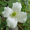 Buy Clematis montana 'Alba' online UK