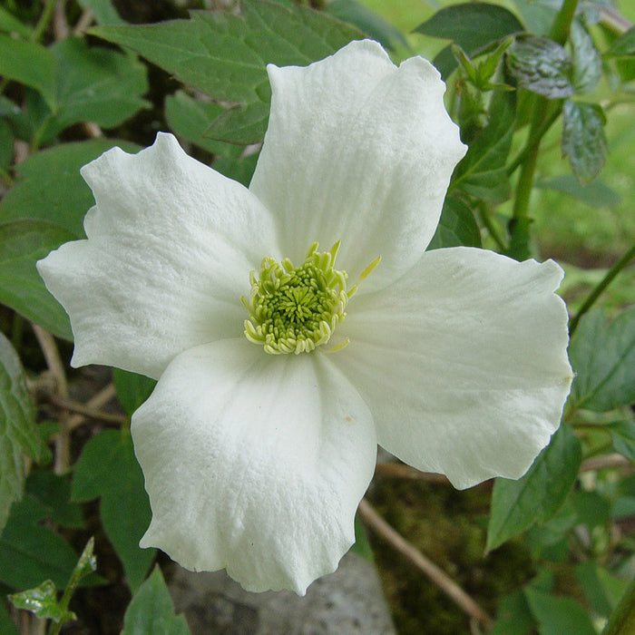 Buy Clematis montana 'Alba' online UK