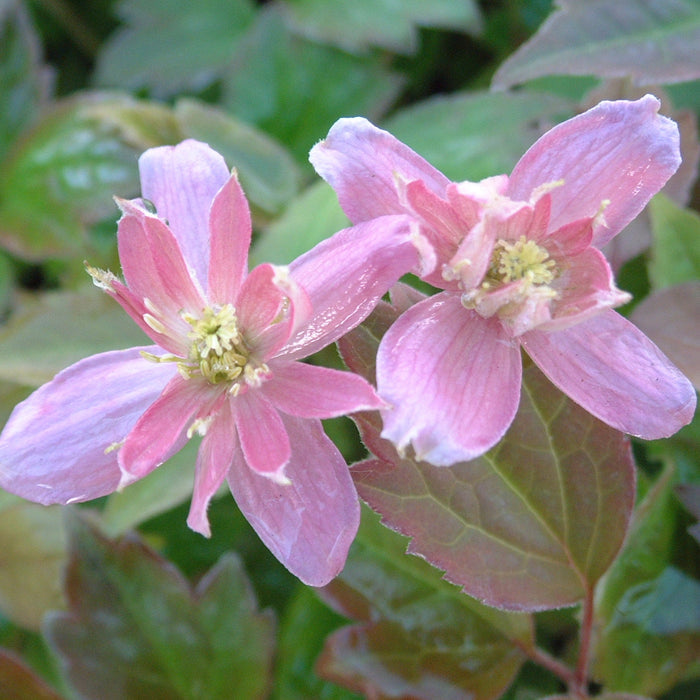 Buy Clematis montana 'Broughton Star' online UK