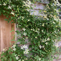 Clematis Montana 'Hazel Lotus' flowering with cream petals