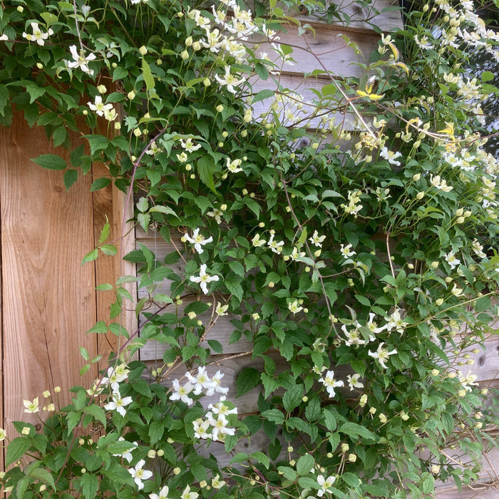 Clematis Montana 'Hazel Lotus' flowering with cream petals