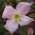 Buy Clematis montana 'Elizabeth' online UK