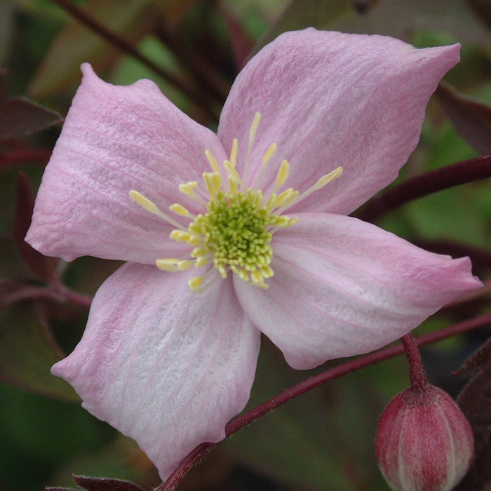Buy Clematis montana 'Elizabeth' online UK