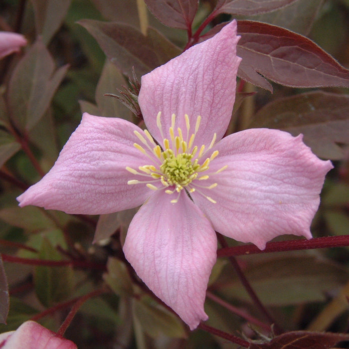 Buy Clematis montana 'Fragrant Spring' online UK
