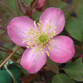 Buy Clematis montana 'Freda' online UK
