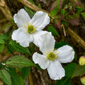 Buy Clematis montana 'Grandiflora' online UK