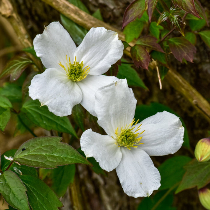 Buy Clematis montana 'Grandiflora' online UK