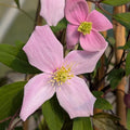 Clematis montana 'Lovely Mum' flowering with light pink petals
