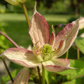 Buy Clematis montana 'Marjorie' online UK
