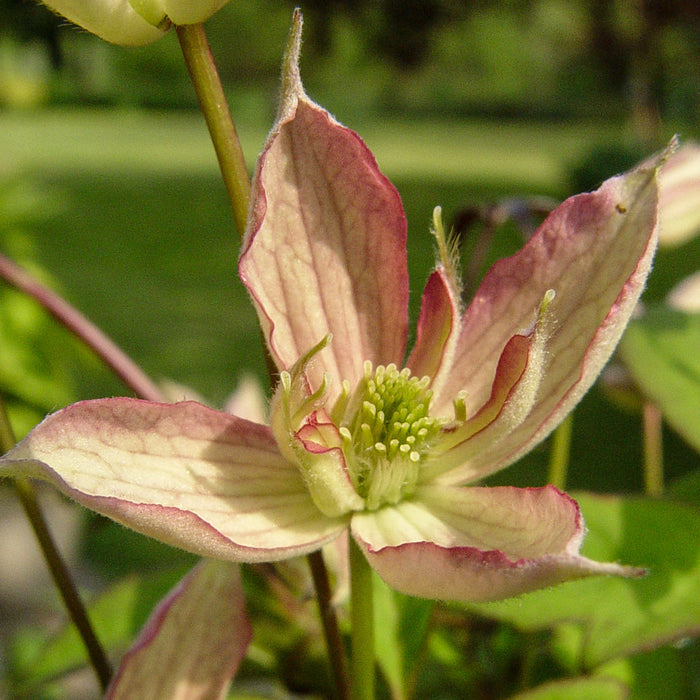 Buy Clematis montana 'Marjorie' online UK