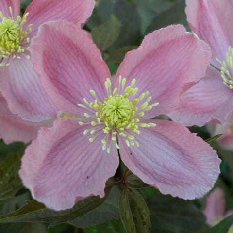 Buy Clematis montana 'Mayleen' online UK