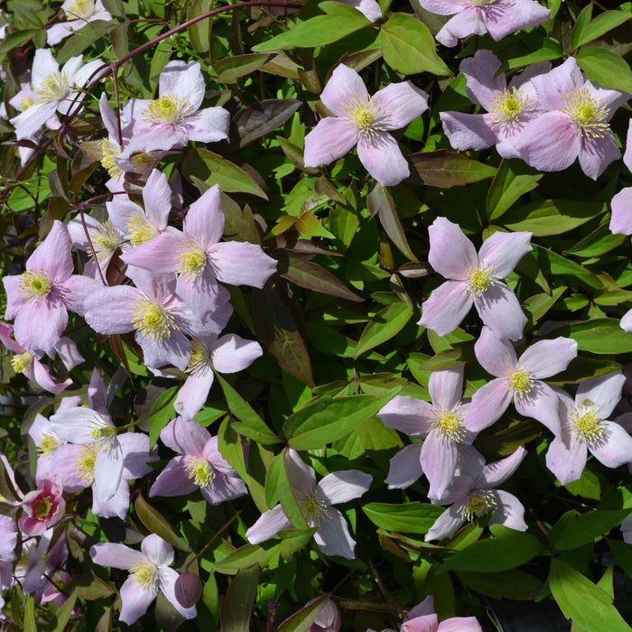 Buy Clematis montana 'Odorata' online UK