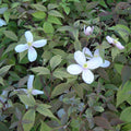 Buy Clematis montana 'Pink Perfection' online UK