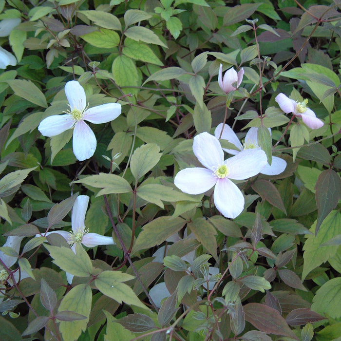Buy Clematis montana 'Pink Perfection' online UK