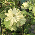 Buy Clematis montana 'Primrose Star' online UK