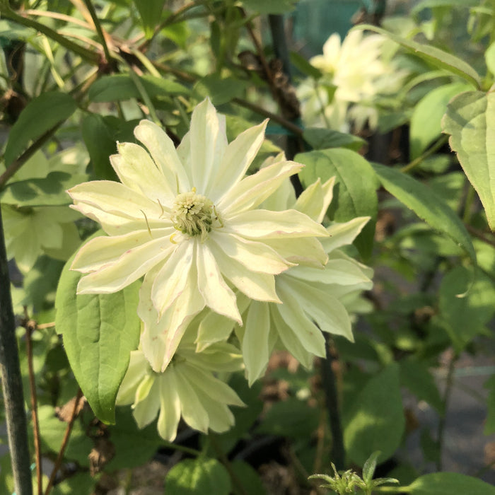 Buy Clematis montana 'Primrose Star' online UK