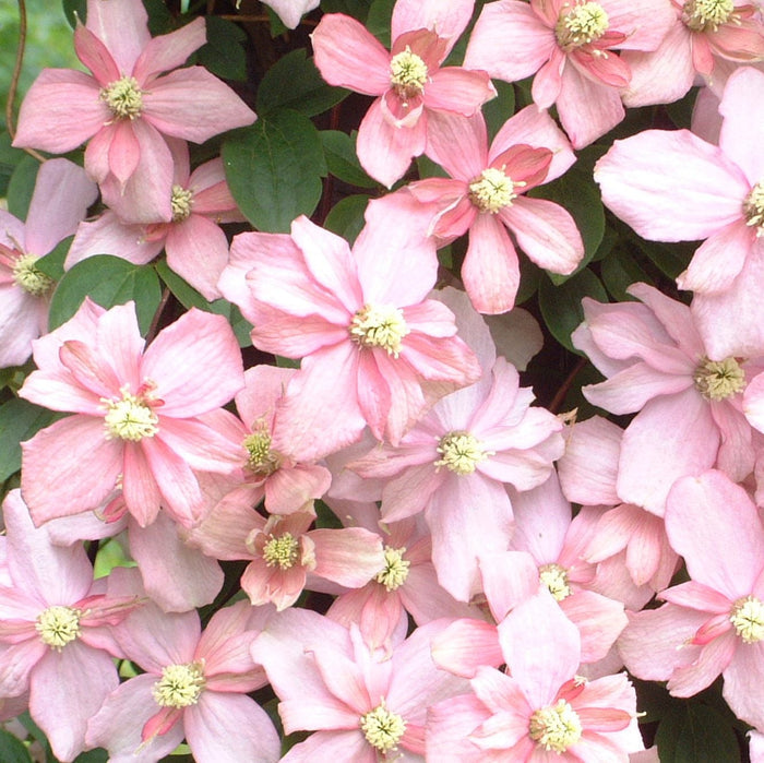 Buy Clematis montana 'Rubens Superba' online UK