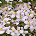 Buy Clematis montana 'Rubens' online UK