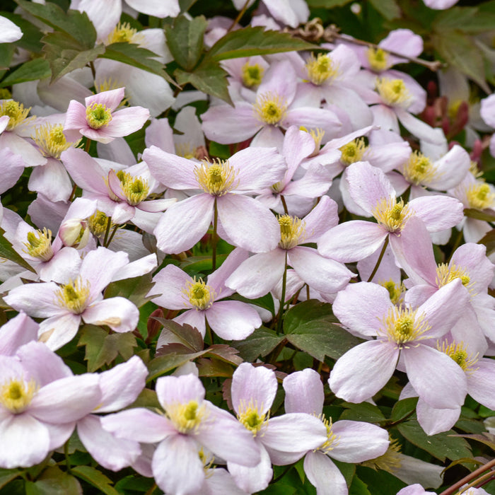 Buy Clematis montana 'Rubens' online UK