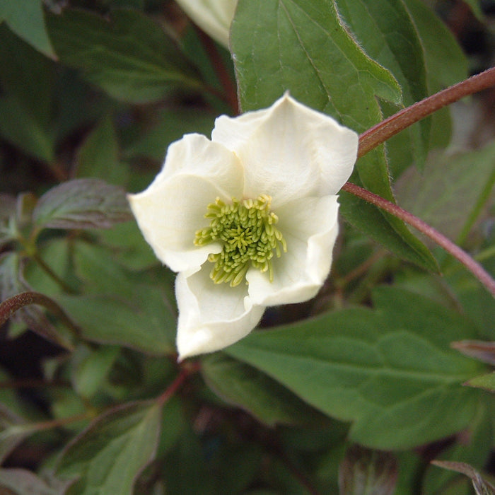 Buy Clematis montana 'Spooneri' online UK