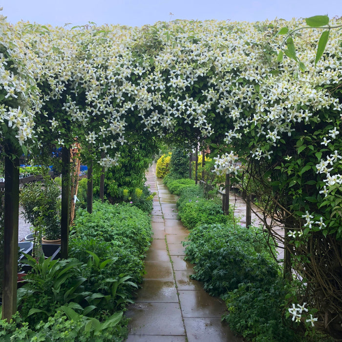Buy Clematis montana 'Starlet White Perfume' (fpdw2009) online UK