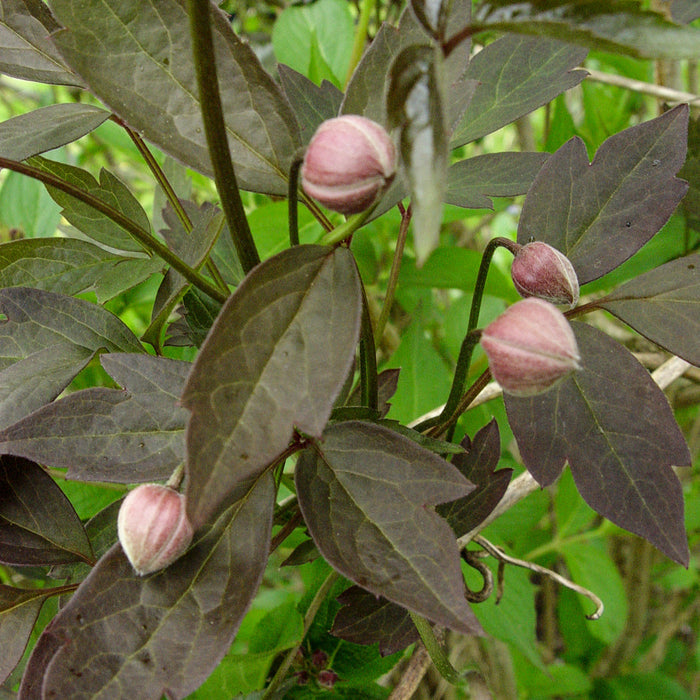 Buy Clematis montana 'Sunrise' online UK