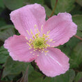 Buy Clematis montana 'Tetrarose' online UK